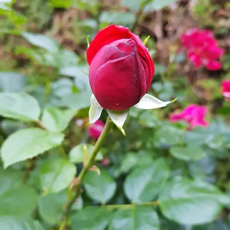 アパート Ferienwohnung Bad Harzburg